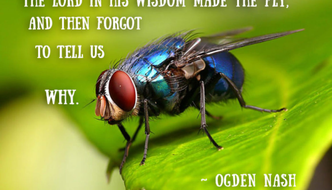 fly-god-made-ogdenNashpoem-sm-1024x768