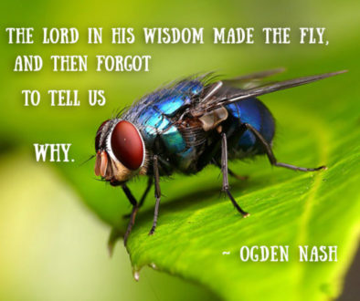 fly-god-made-ogdenNashpoem-sm-1024x768