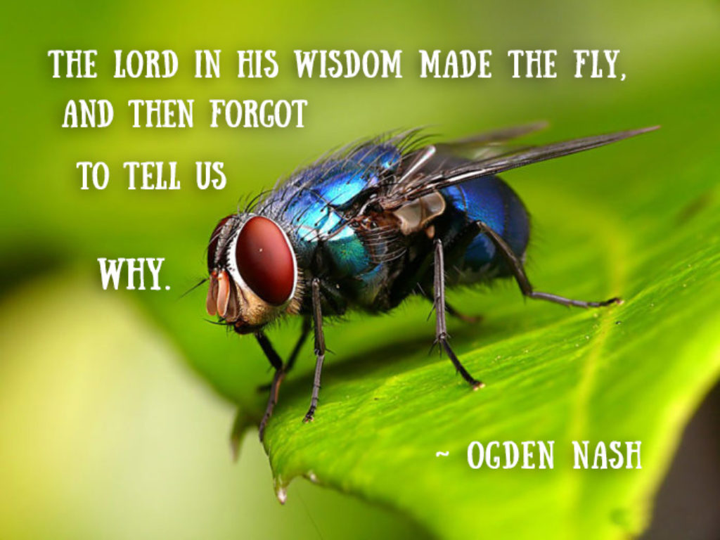 fly-god-made-ogdenNashpoem-sm-1024x768